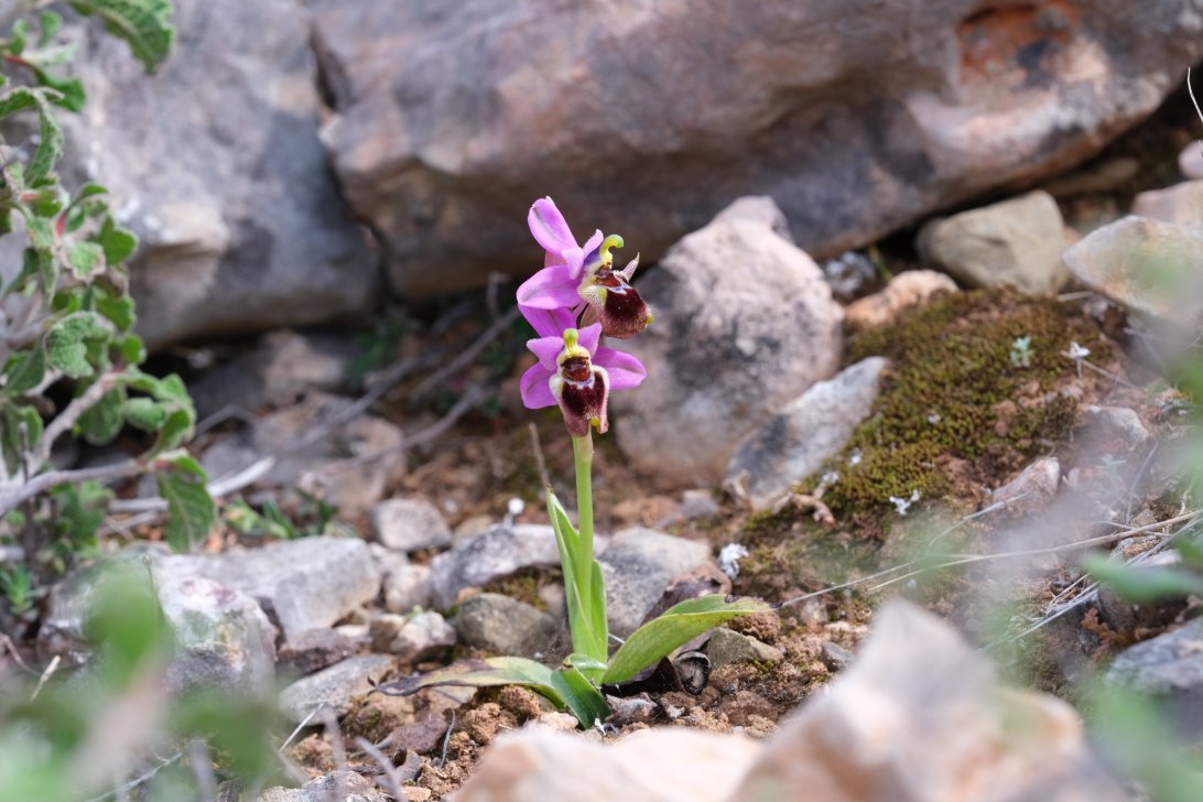 Anno nuovo, orchidee nuove: dalla Grecia con passione.